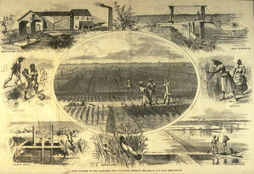 "Rice Production on a Plantation near Savannah, Georgia, 1867", Slavery Images: A Visual Record of the African Slave Trade and Slave Life in the Early African Diaspora, accessed December 23, 2020, http://slaveryimages.org/s/slaveryimages/item/1106